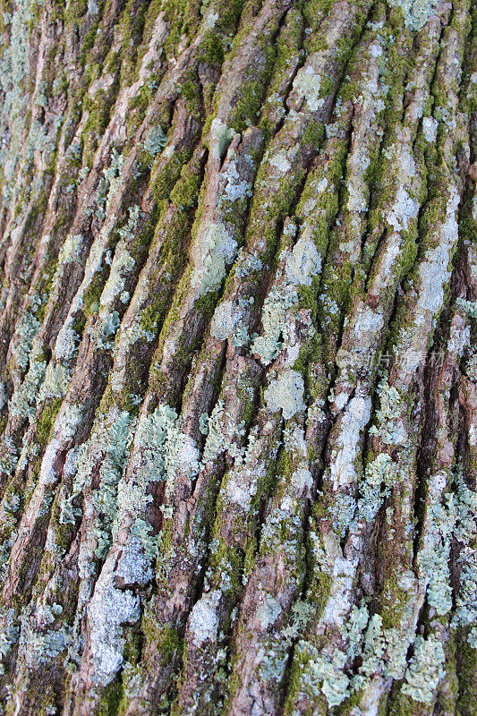英国橡树树干上的树皮/地衣图像(栎-robur)
